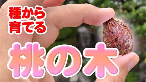 種桃|食べた後の桃の種を植える！ 種から育てる際に知っておくと良。